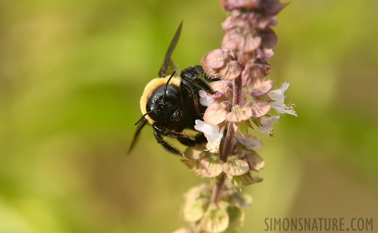Xylocopa virginica [400 mm, 1/1000 sec at f / 9.0, ISO 1600]